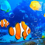 mobi.infolife.ezweather.livewallpaper.aquarium.clownfish