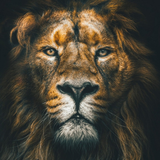 lion.wallpapers