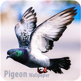 com.PigeonWallpaper.IndoDromo