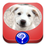 com.hiperdimsoft.dogbreedsquiz