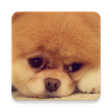 com.hamaz.animalswallpapers