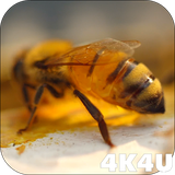 com.lwp4k4u.bee