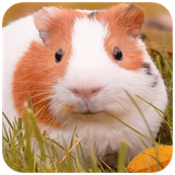 com.hd.guinea.pig.cute.animals.wallpapers