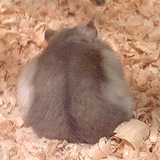 dev.travitu.hamstermemorygame