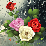 flowers.rose.love