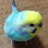 com.bbqarmy.budgerigarsounds