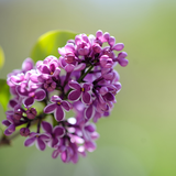 com.blackbirdwallpapers.lilac