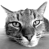 com.azimuth.catbreedsquiz