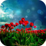 redtulips.etlwallpaper.com