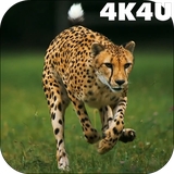 com.lwp4k4u.cheetah