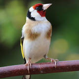 com.Goldfinch.ZikosAppsDev