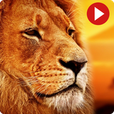 com.videosanimales.achuwapp
