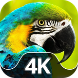 com.epic_free_apps.birds_on_wallpapers