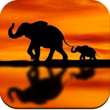 com.elephantwallpaper.elephantpictures