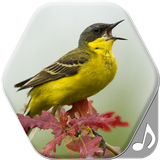 com.soundsringtones.birdsoundsandringtones