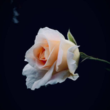 com.rudelabs.rose_wishes