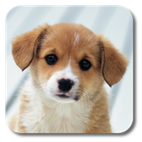 com.kklivewallpaper.puppies