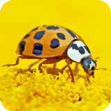 com.ladybird.insect.animals.wallpapers