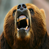 com.infinitygames.hungryBearattack
