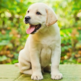 com.dogsimulator.labradorsim