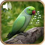 com.apptab.birdssound