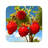 com.hd.Strawberrywallpaper.strawberryimage.backgroundwallpapers