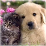 com.Cute.Cat.Dog.LiveWallpapers
