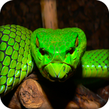 com.possitive.live.wallpwper.snakewallpapers