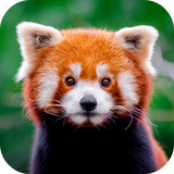 com.altland.redpanda