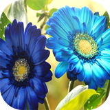 com.mhd.roses.in.phones