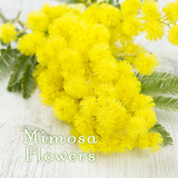 jp.co.a_tm.android.plus_mimosa_flowers