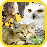 ir.tinasoft.animal_hearing