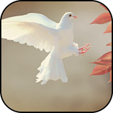 com.ipmobilesolutions.wallpapersdove