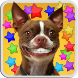 it.gironacci.dog.smiles