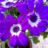 com.ghaleaghaa