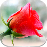 com.roses.flowers.stickers.forwhatsapp.wastickerapps