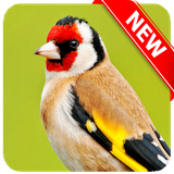 com.eduardodeveloper.osomdospassaros.EuropeanGoldfinch.bird