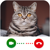fakevideocallwithcat.catvideocallfakevideocall.catfreechatmessanger