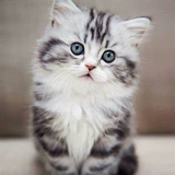 com.khafafa.kitten