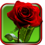 com.RosesLiveWallpapers