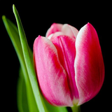 com.araba.wallpapers.tulip