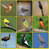 com.ram.birds