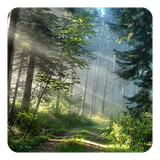 com.ForestLiveWallpaperHD