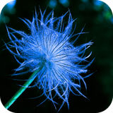 com.applock.chen.dandelion