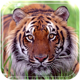 com.fierce.animal
