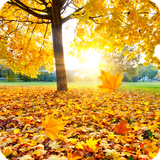 com.wallpaper.zhilin.maple