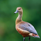 com.soundjabber.lesserwhistlingducksound.lesserwhistlingduckcalls