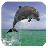 dolphin3d.tbem.com