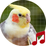 pro.sboard.ringtone.cockatiel