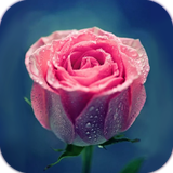 com.applock.pinkrose